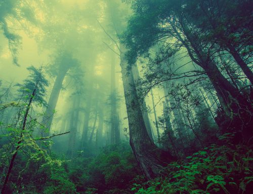 Terra Energies  en chiffres