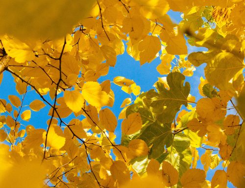 Association des Fonds Régionaux  FRTE